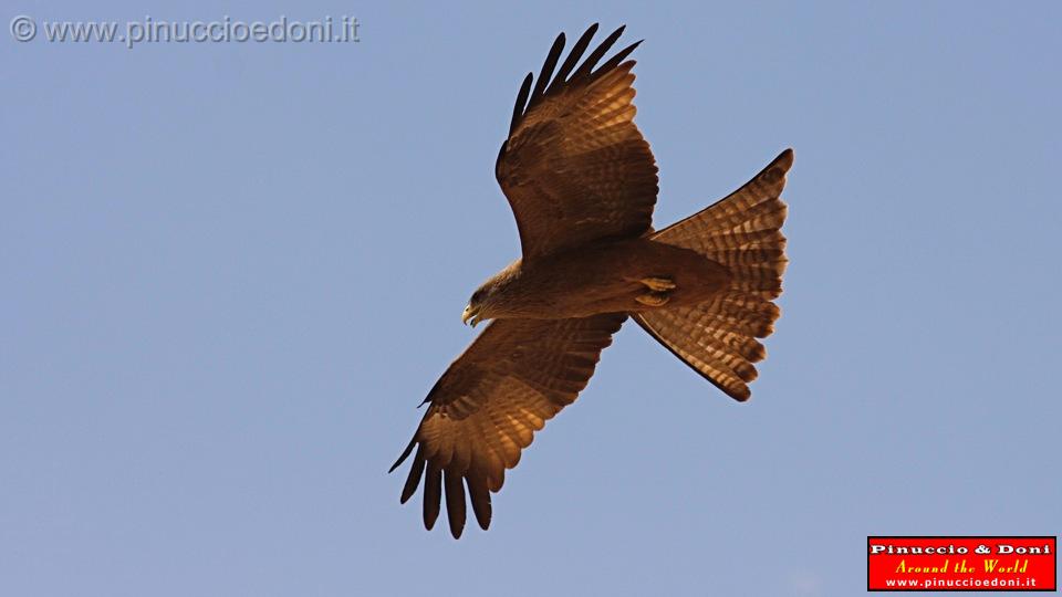 Ethiopia - 397 - Aquila.jpg